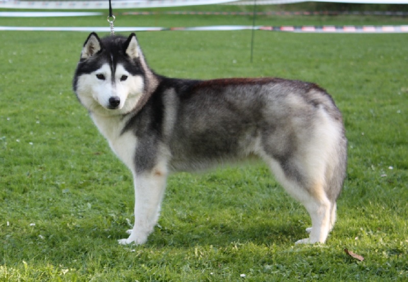 Publication : Ice Gang 