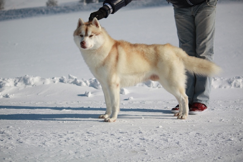 Publication : Ice Gang 