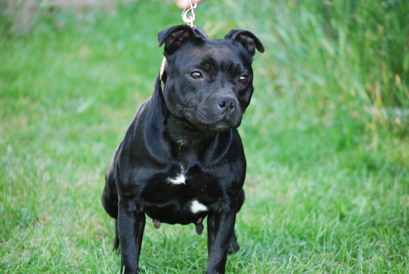 CH. Mc performance Crack hot