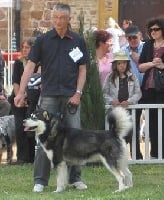 Étalon Alaskan Malamute - Elder de l'aurore Polaire