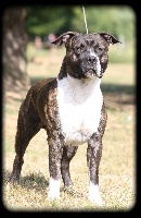 Étalon American Staffordshire Terrier - Celia's Blue Eyes Guizmo