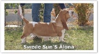 Étalon Basset Hound - swede sun's Älona