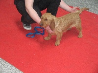 Étalon Basset fauve de Bretagne - Eclair Du Rallye Du Chailloux