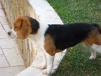 Étalon Beagle - Fidjy des trois garrigues