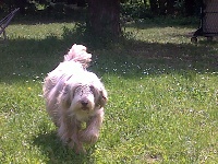 Étalon Bearded Collie - for to live Chanel