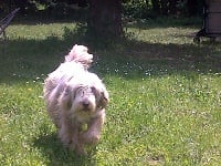 Étalon Bearded Collie - for to live Chanel