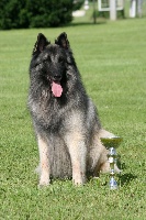 Étalon Berger Belge - CH. Galdric Of the smart spirit