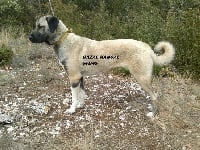 Étalon Berger Kangal - Gazal kangal du Bonnie Blue Flag