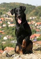 Étalon Berger de Beauce - Honette Garde De La Vie