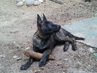 Étalon Berger hollandais - Gaïa du Domaine de la Veyssière