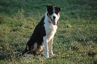 Étalon Border Collie - Grand bill des Monts du Levezou