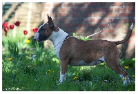 Étalon Bull Terrier - J.ch.guess du domaine du moulin d'allamont