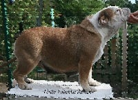 Étalon Bulldog Anglais - Little Tatanka Jumper