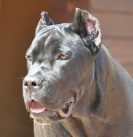 Étalon Cane Corso - Achyls (Sans Affixe)