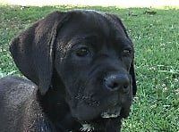 Étalon Cane Corso - Enigma de La Mirage De Torrellas