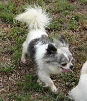 Étalon Chihuahua - Fizzy De kalinka des roches blanches