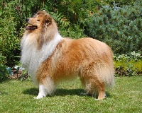 Étalon Colley à poil long - CH. Huligan From Ospern