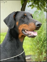 Étalon Dobermann - Cidney cinaille Von rauberstolz