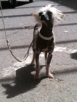 Étalon Dogo Argentino - Geisha Little Dog Of Dream