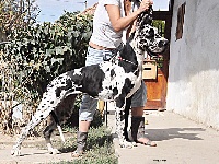 Étalon Dogue allemand - CH. Lady-a Di Shakir House