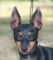 Étalon English Toy Terrier - CH. witchstone Bright star