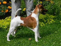 Étalon Fox Terrier Poil lisse - Little boy (Sans Affixe)