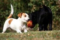 Étalon Jack Russell Terrier - Houlsky des Apollons de Garras