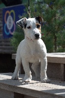 Étalon Jack Russell Terrier - H-ok du Domaine de La Sauleraie