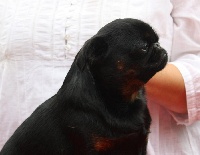 Étalon Petit Brabançon - CH. Elf beautiful girl Des patibullies