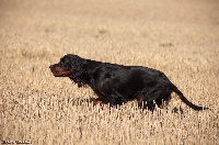 Étalon Setter Gordon - TR. Alpha des verdiaux