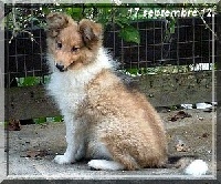 Étalon Shetland Sheepdog - Lassido knight of the Lamb