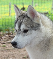 Étalon Siberian Husky - Glorious king Of pack-ice wolves