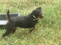 Étalon Terrier de chasse allemand - Gaya du haut de Koeking