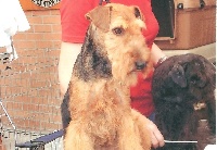 Étalon Welsh Terrier - Elle ma dit du jardin d'Arcana