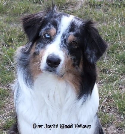 Fantazia Du Jardin D'oval'aussie