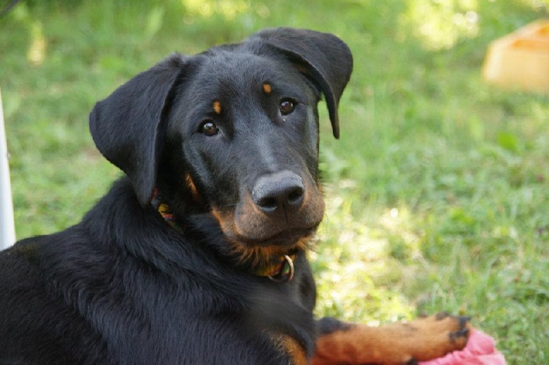 Publication : Von Der Happy Horse Farm Auteur : Brigitte Strasser