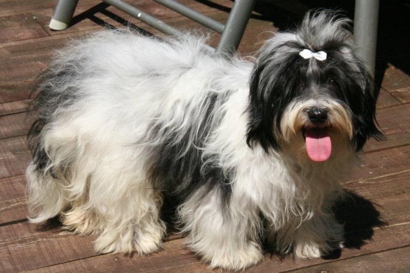 Publication : de la vallée du rêve Auteur : Mirkes Mylène