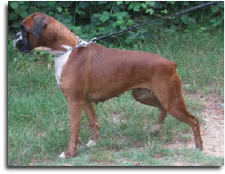 Vera de l'empire romain