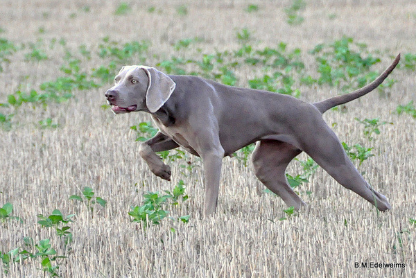 CH. Edelweim du Montcel de Beauvoir