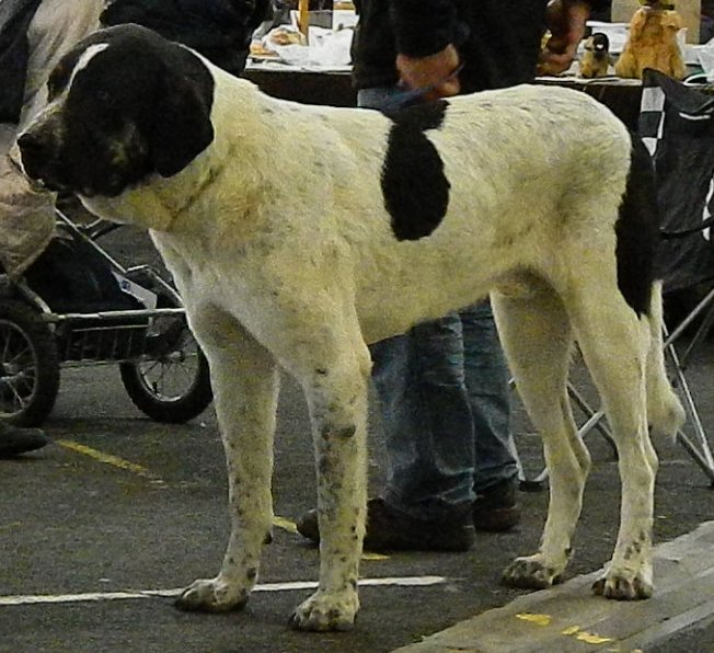 Publication : D'estrelboss 