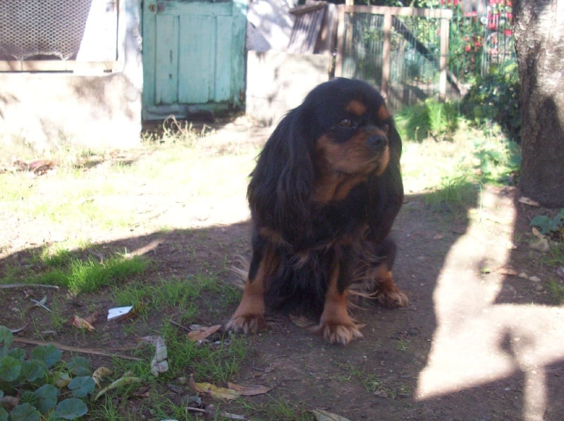 Publication : de la Fin'Amor de Larzaelle Auteur : larzet clarisse