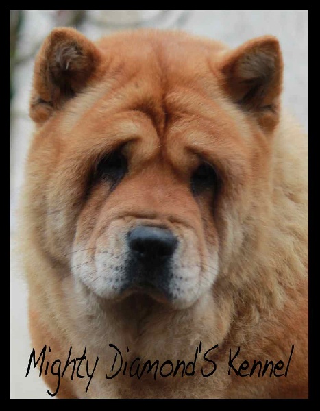 Publication : du Kiang Ti-Ho Auteur : Mighty Diamond's Kennel