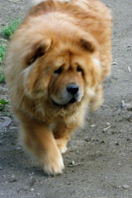 Publication : De la baalucherie Auteur : laure Henne