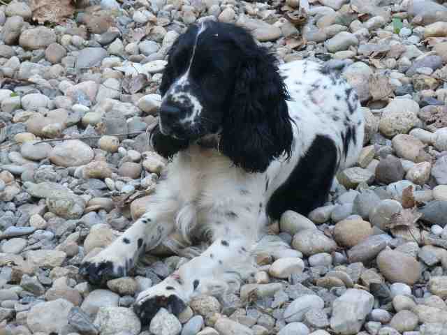 Galatee de Montagrimo