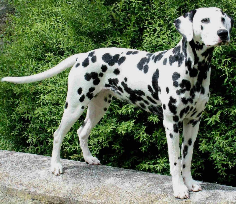 Publication : Du Bois Du Ronchy