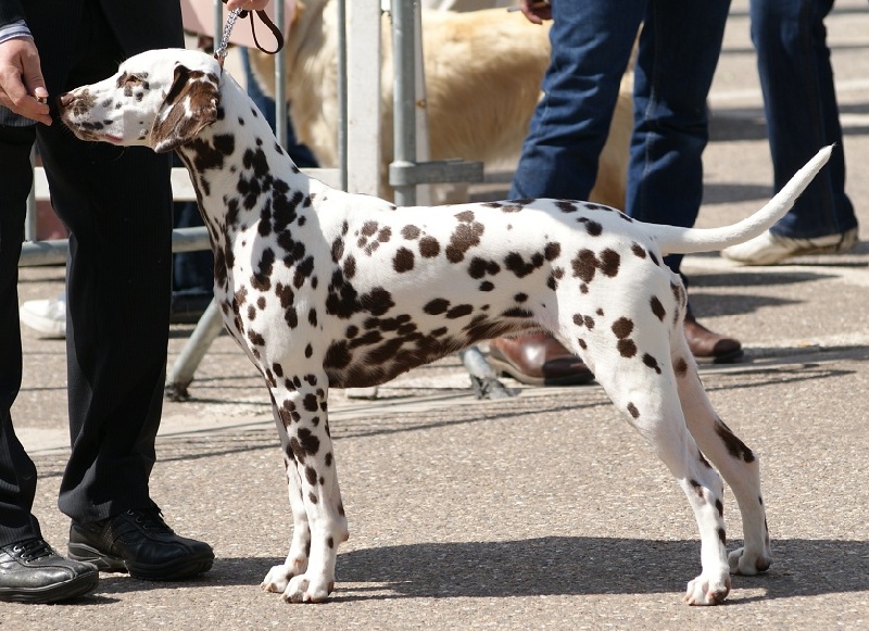 Publication : Du Bois Du Ronchy Auteur : Bernard Lozet