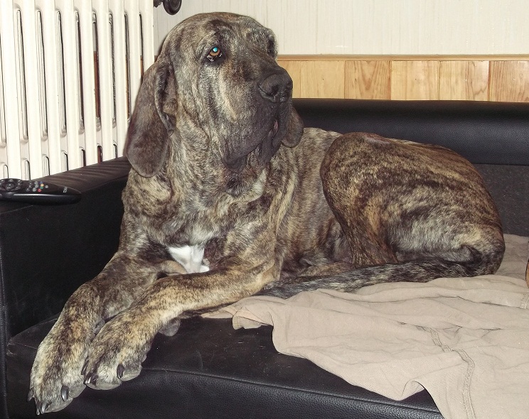 Publication : Du Bois Des Deux Lions D'Or Auteur : beclin stephane