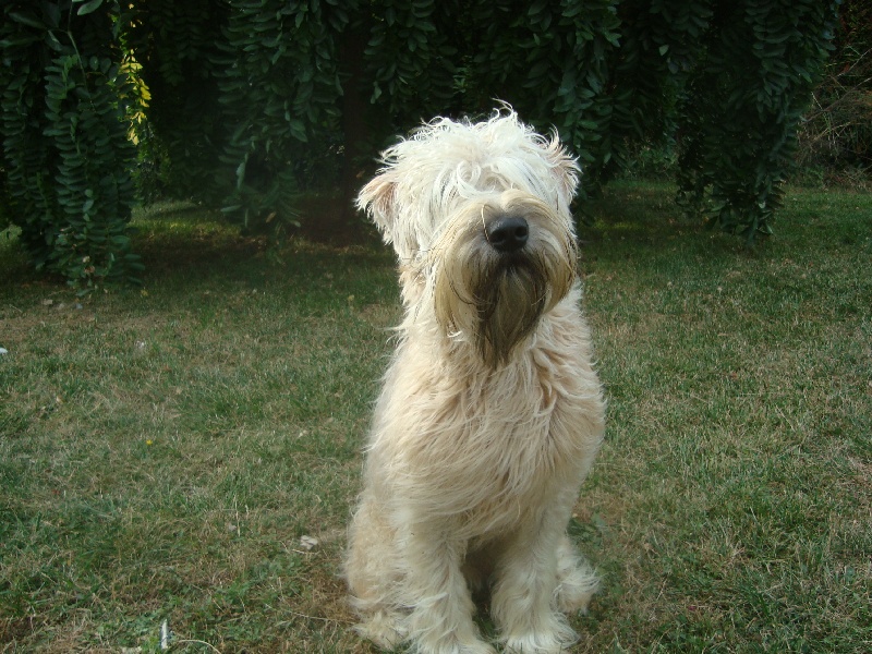 Publication : De La Roche Aux Abeilles Auteur : cécile