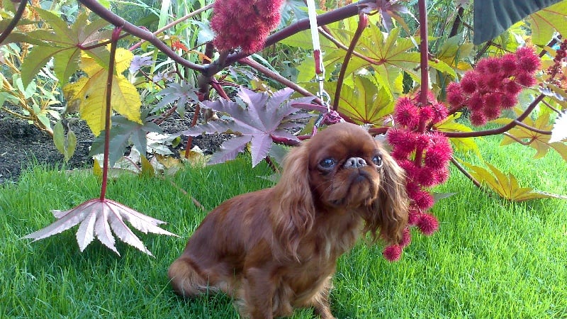 Publication : Les Elfes Noirs de Ty'Galorel 