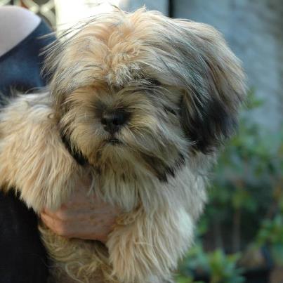 Publication : De la garde adhémar Auteur : H. MASSET